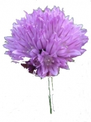 Allium schoenoprasum , Chive